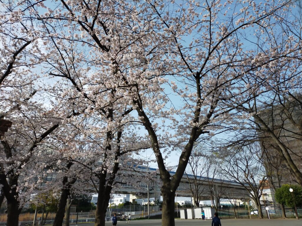 根岸の桜